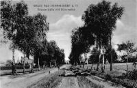 Bötzowstraße mit Birkenallee