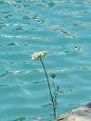 Blume