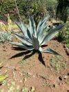 Agave