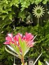 Oleander mit Sonne