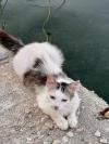 Katze