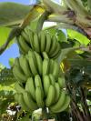 Banane