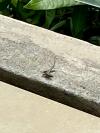 Gecko