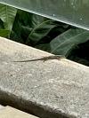 Gecko
