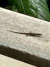 Gecko