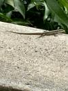 Gecko